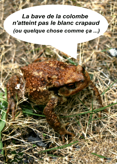 Le blanc crapaud